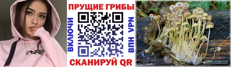 Галлюциногенные грибы MAGIC MUSHROOMS  что такое   Дигора 